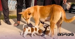 ঈশ্বরদীর শোকের অবসান!নতুন চারটি ছানা পেয়ে স্বাভাবিক হলো মা কুকুর ঈশ্বরদীর শোকের অবসান!নতুন চারটি ছানা পেয়ে স্বাভাবিক হলো মা কুকুর